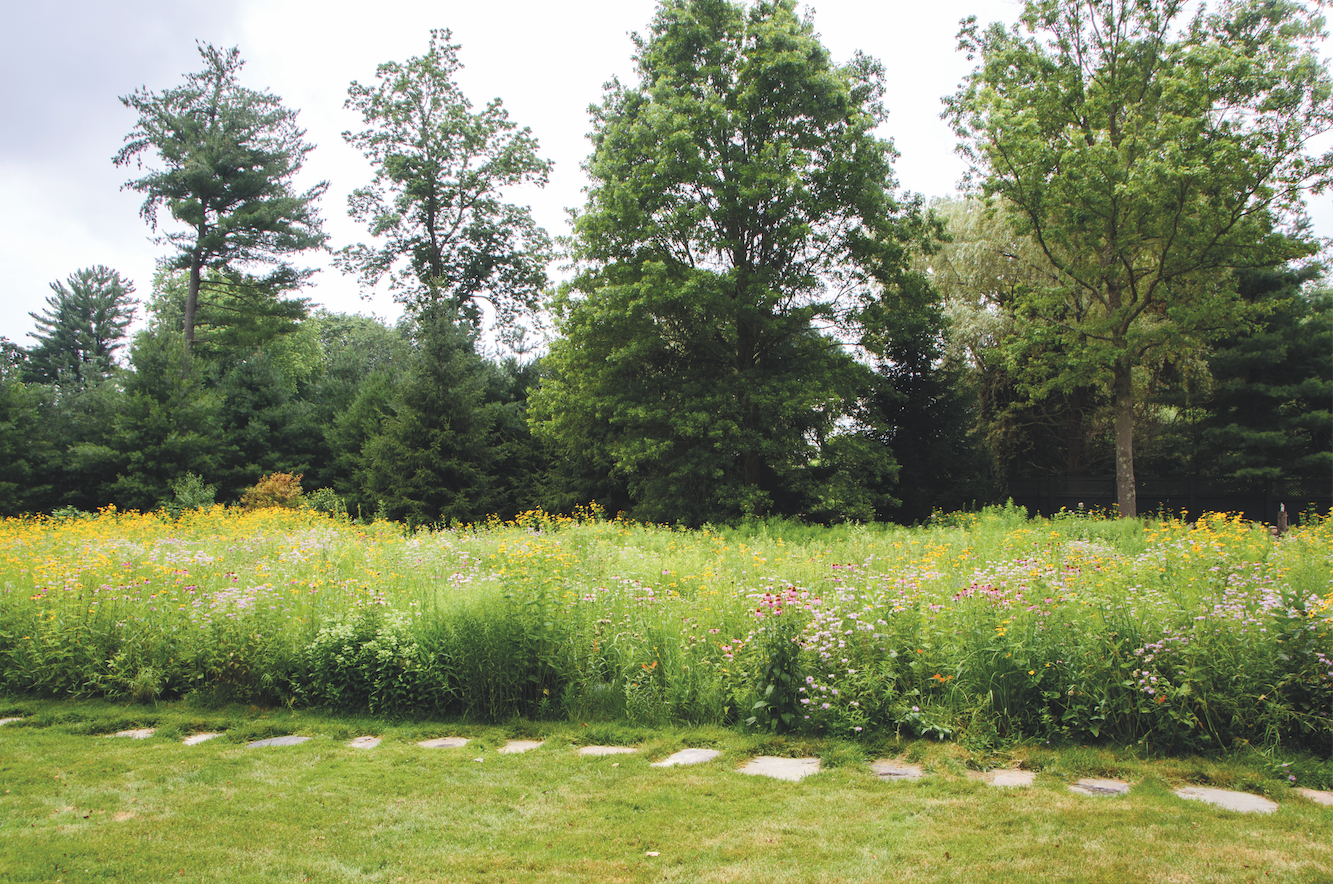 Steve Zatz's Native Meadow — Bedford & New Canaan Magazine